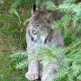 Lynx du Canada